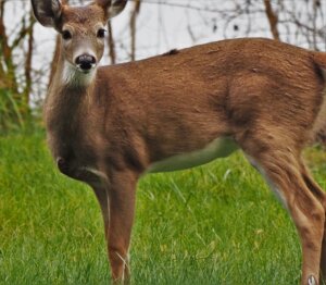 Deer in the backyard